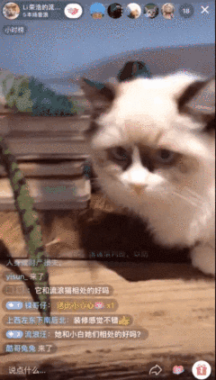 猫狗,流浪动物,抖音直播,温暖,正能量 猫狗,流浪动物,抖音直播,温暖,正能量